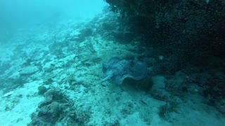 Bubble Rings vs Stingray