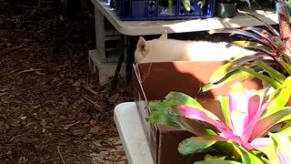 Advanced Bromeliads 6