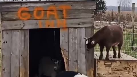 Goat playing on the little barn. #homesteading #familyfarm