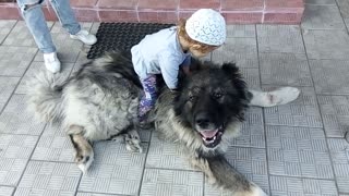 Little girl riding a dog