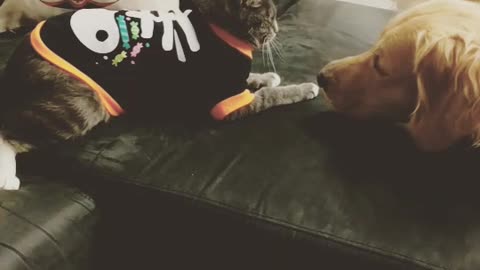 Doggy takes kitten punches