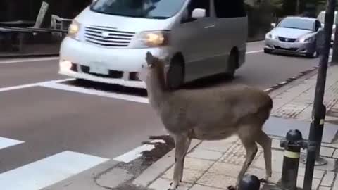 Law-Abiding Japanese Deer Crosses Road at Pedestrian Crossing