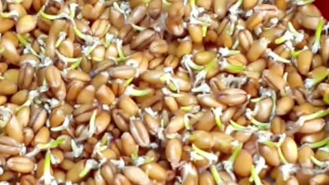 bean germination and growth