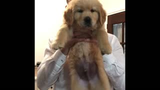 Puppy shows off adorable ticking clock impression
