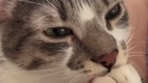 Cat sucking his fingers