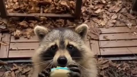 Racoon eating cookie.mp4