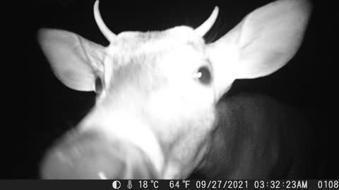 Adorable curious deer gets a selfie