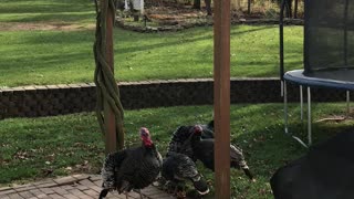 Turkey’s on patio
