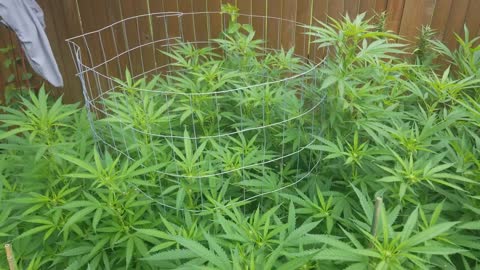 Why Cannabis Plants Prematurely Flower After Transplanting Outside From Inside & How To Prevent It