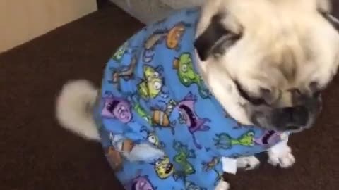 Puppy Grumpy About New Pajamas!