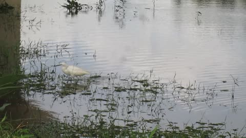 A Little Egret