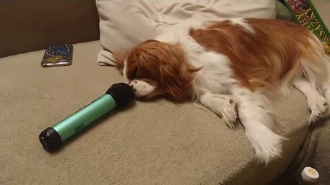 Sleeping Dog Hilariously Snores Into The Microphone