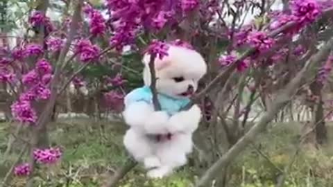 Mini Pomeranian Funny and Cute Pomeranian Videos - Funny Puppy Videos