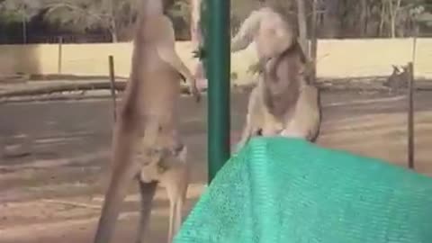 Fight couple of kangaroos funny