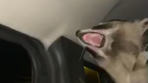 Raccoon tries to eat wind