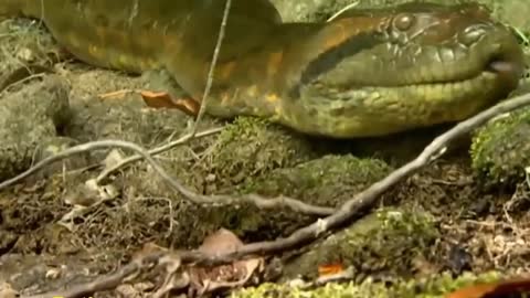 Giant Anaconda World's longest snake found in Amazon River