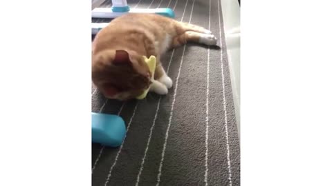 Cat Toy Chewing