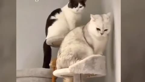 Funny Naughty Cat Videos - Cat vs Cat - Funny Fight - Funny Moment - Fun