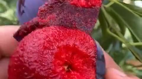Amazing wild fruit picking