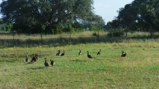 Tranquility Minute brought to you by PatriotCane.com and our resident Whistling Ducks