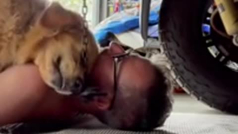 Dog Hugs Man While Lying on His Chest When He Tries to Work Under His Car