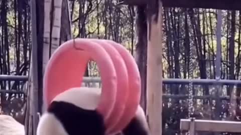 Funny video of hanging panda