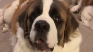 Saint Bernard puppy refuses to go to bed