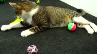Funny Kitten Loves Playing
