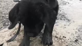 Lab puppy adorably plays in mud puddle