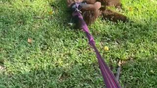 Crazy puppy refuses to walk any further...she’s had enough!