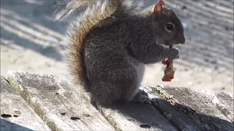 The cute squirrel