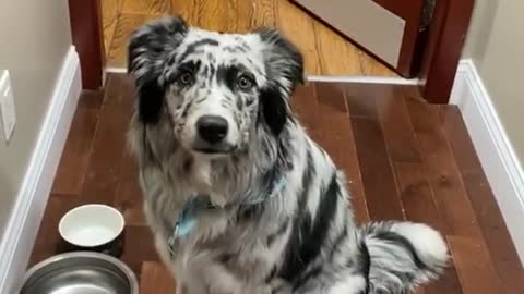 This is Whiskey. A little shy but working on her smile for her puppy graduation pictures.