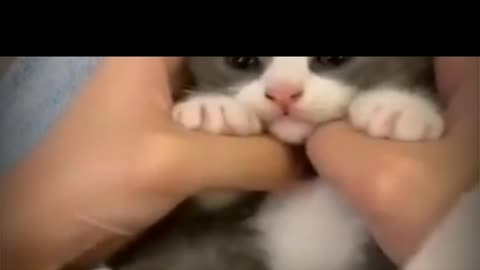 Baby cats - Cute And funny cat videos compilation #32 AWW Animals