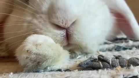 OMG so Cute bunny Best Funny animal Videos