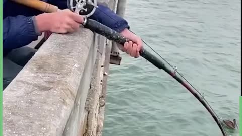 Catching giant fish