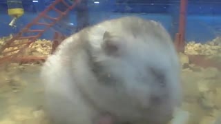 Hamster gordinho está acima do peso, e continua comendo [Nature & Animals]