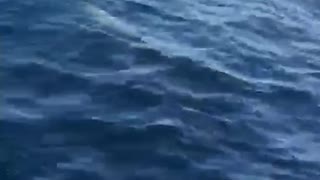 Dolphins swimming along a boat