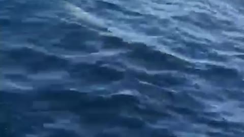 Dolphins swimming along a boat