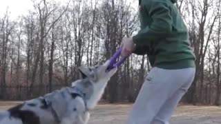 😍Cute Dog Playing With Girl