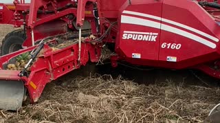 Potato harvest