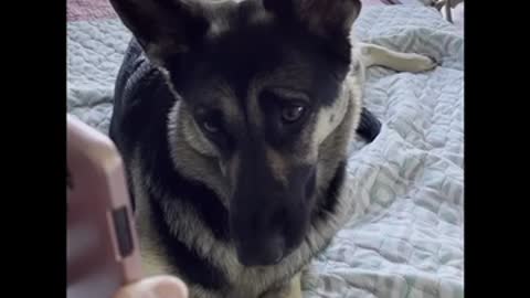 German Shepherd Dog Head Tilt