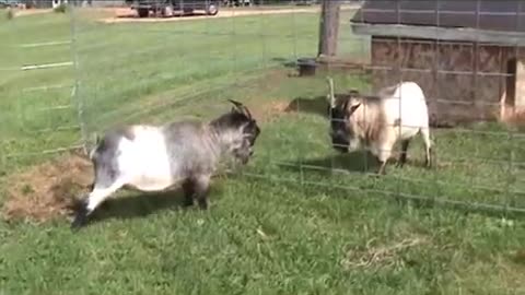 Billy Goats Sparring Through Fence While Puppy Watches