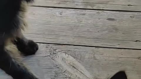Very Funny Animal Video