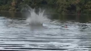 Girl in blue swim suit does backflip off bridge and fails on back