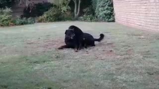 Rottweiler Best Friends Playing