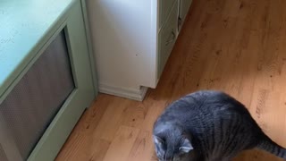 Chunky Kitty Is Hesitant to Make the Jump