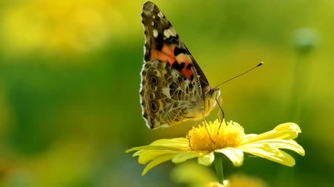 Beautiful butterfly sucking sap from flower