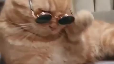 Funny cat video😁😁😀