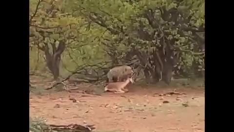 Hyena wants to eat too!