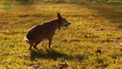 Dogs Butt Scooting VERY FUNNY!